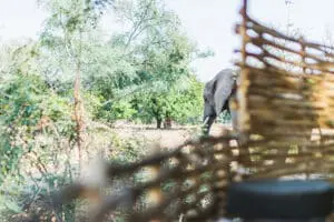 Here an elephant grazes nearby at tent at Chula Island Camp.
