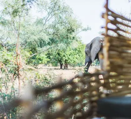 Aquí, un elefante pasta cerca de la tienda de campaña del Chula Island Camp.