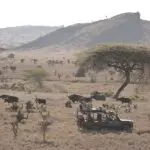 Fantásticos safaris.