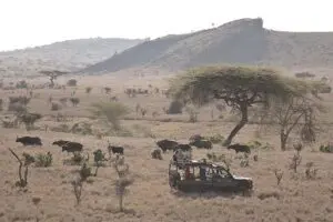 Fantásticos safaris. 