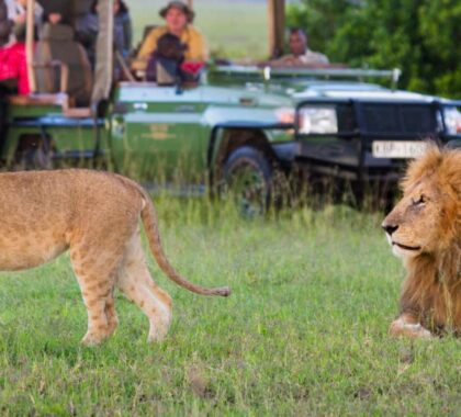 masai-mara-lion-experience