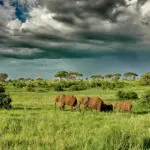 Oliver's Camp elephants under dramatic clouds.