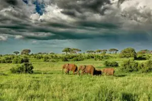 Oliver's Camp elephants under dramatic clouds.