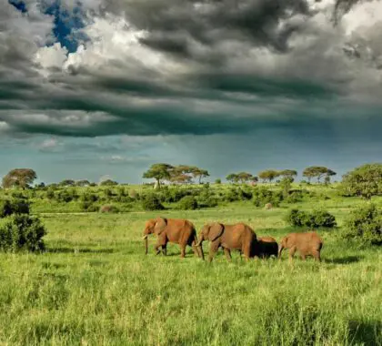 Oliver's Camp elephants under dramatic clouds.