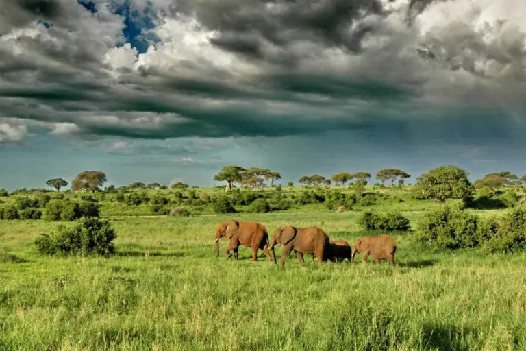 Oliver's Camp elephants under dramatic clouds.