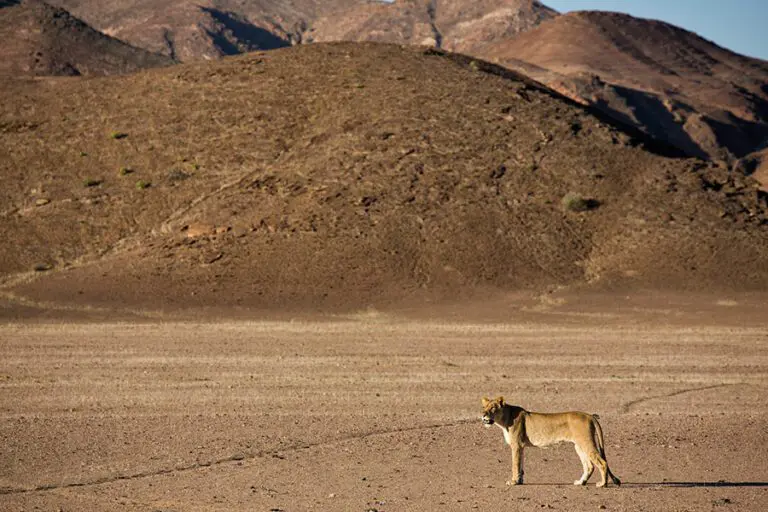 Desert adapted lion.