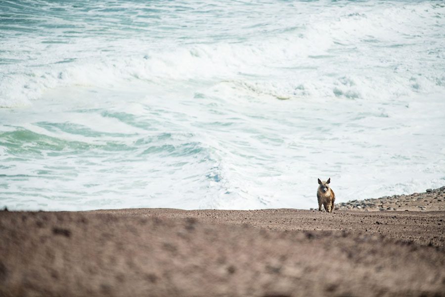 Brown hyena, spotted by the beach.