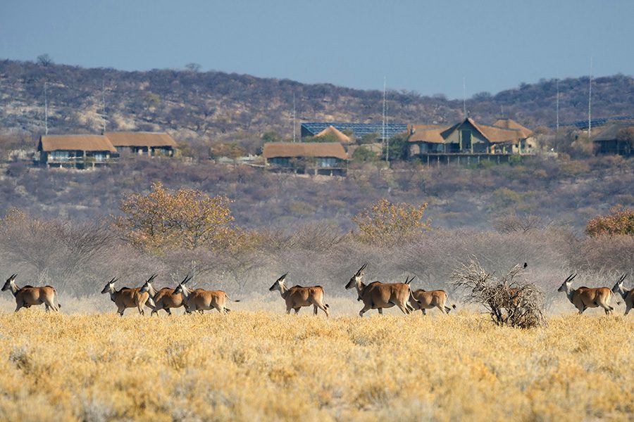 Eland roaming in front of Safarihoek.