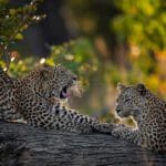 Avistamientos de leopardos.
