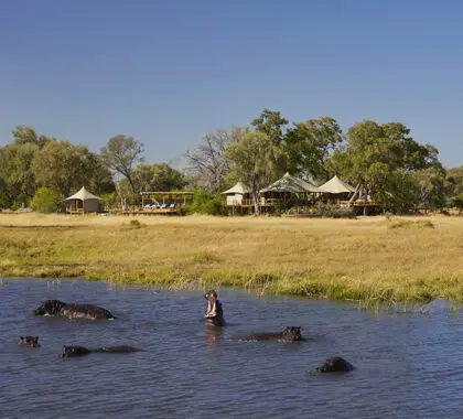 Hipopótamos en la laguna frente al campamento Tuludi.