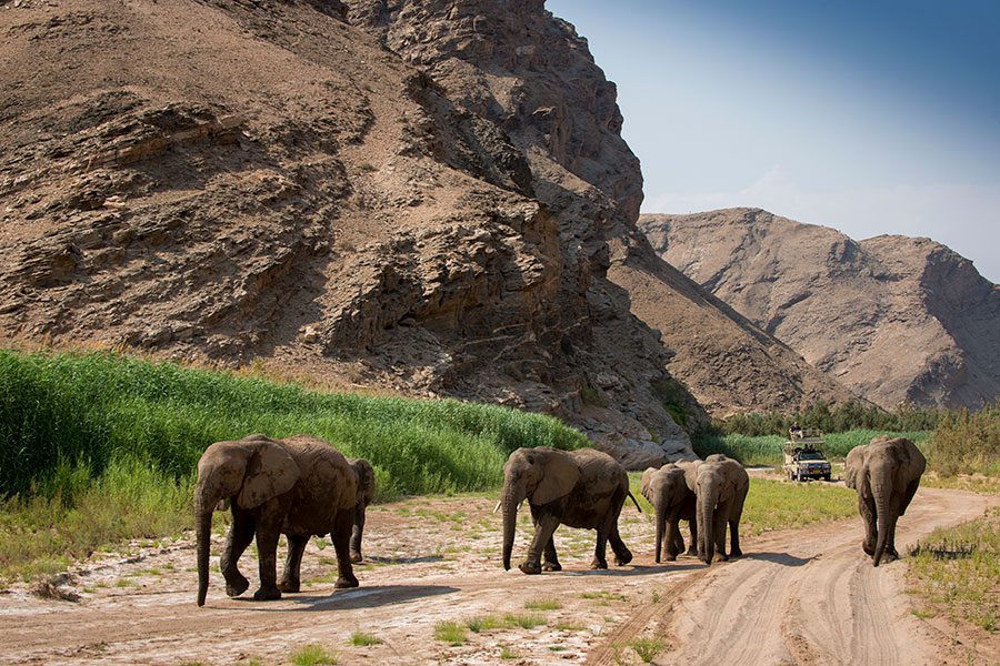 Elephants walking across a river bed.