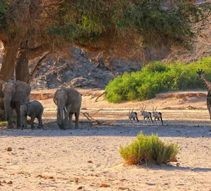 La fauna del valle de Hoanib.