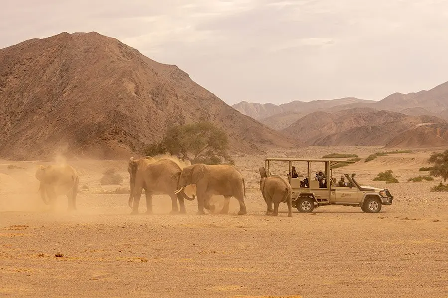 Elephant sighting on game drives.