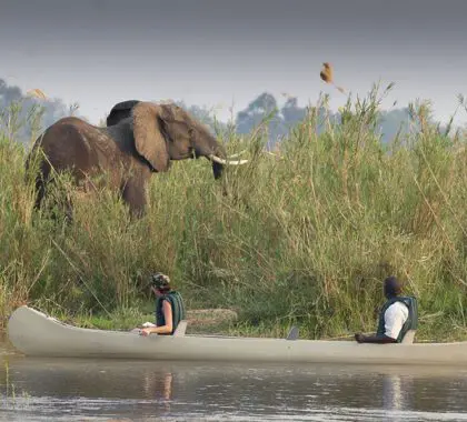 Excursiones de caza, cruceros por el río y safaris en canoa.