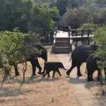 An elephant herd making its way through the camp.