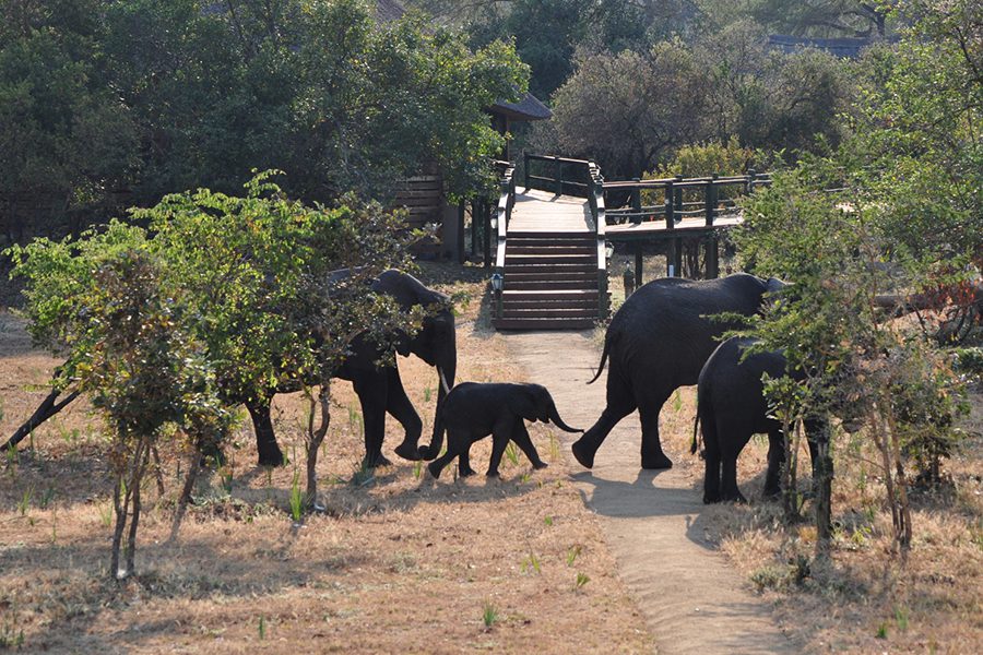 An elephant herd making its way through the camp.