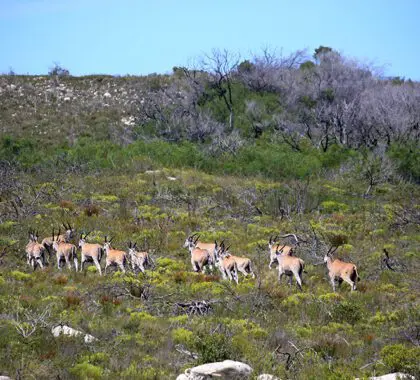 Fauna que se encuentra en la reserva.