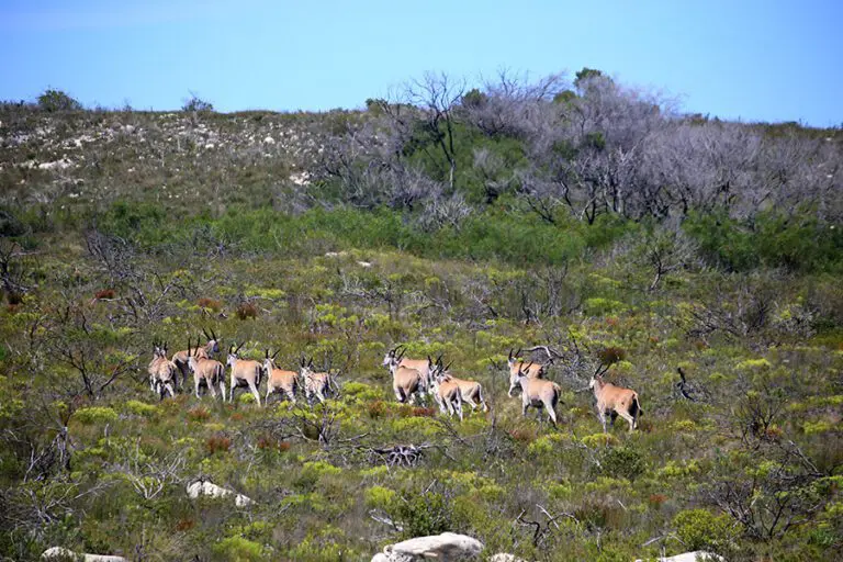 Fauna que se encuentra en la reserva.