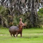 Hippos can be seen around Katavi National Park.