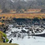 While rich in wildlife, Katavi remains one of Tanzania’s most untouched and unique National Parks. | Go2Africa