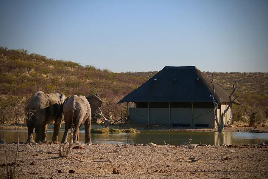 Etosha elephants hide.