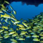 World-renowned scuba diving destination.