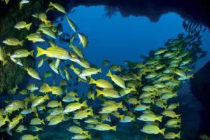 World-renowned scuba diving destination.