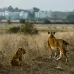 Safari dans le parc national de Nairobi.