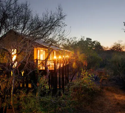 Sumérjase en la naturaleza indómita en el Kapama Buffalo Camp.