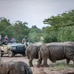 Descubra los 5 Grandes en los safaris por el Kruger durante su estancia en el Kapama Buffalo Camp.