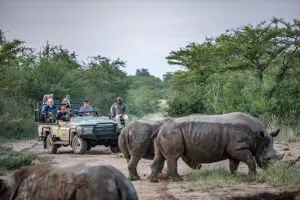 Descubra los 5 Grandes en los safaris por el Kruger durante su estancia en el Kapama Buffalo Camp.