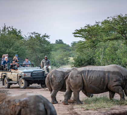 Spot the Big 5 on game drives through the Kruger when staying at Kapama Buffalo Camp.