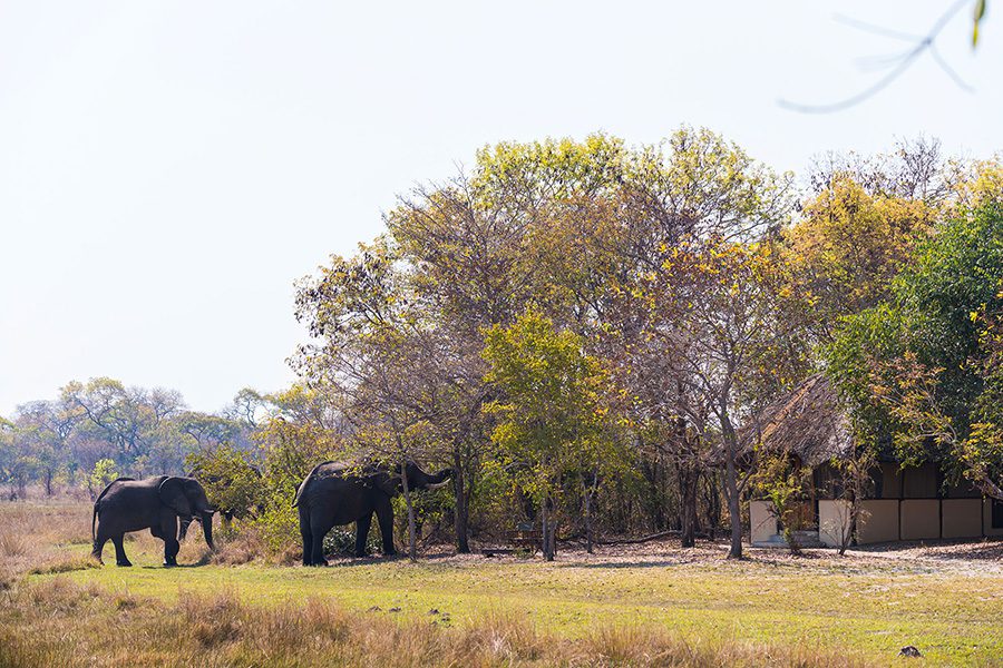 Nanzhila Plains elephants outside chalets.