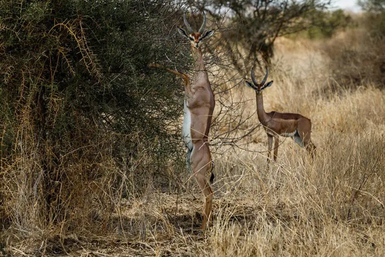 Gerenuk in Amboseli.