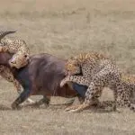 Predator action.