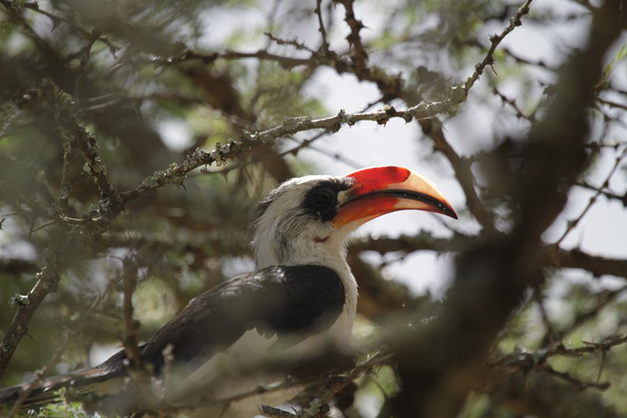 Mufasa's most trusted advisor, the red-billed hornbill.