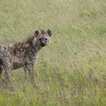 The hyena: Infamous in the film, but fascinating in real life.