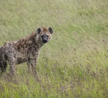 The hyena: Infamous in the film, but fascinating in real life.