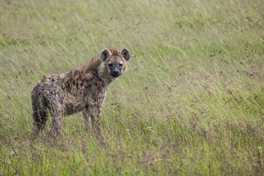 The hyena: Infamous in the film, but fascinating in real life.