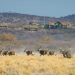 Eland in the foreground of Safarihoek Lodge.