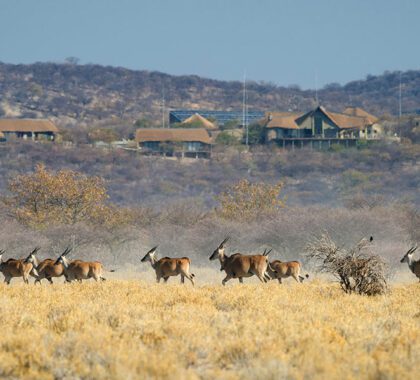 Eland in the foreground of Safarihoek Lodge.