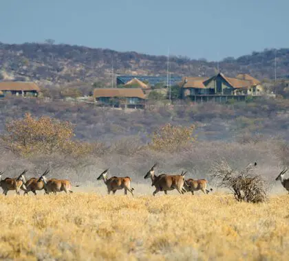Eland en primer plano del Safarihoek Lodge.
