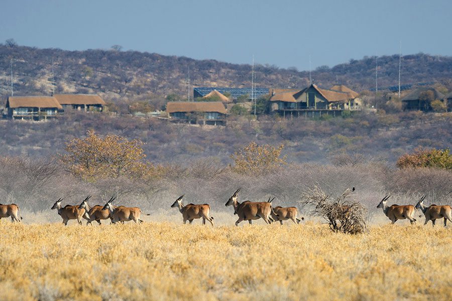 Eland in the foreground of Safarihoek Lodge.