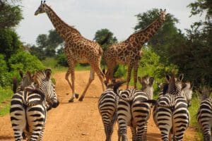 Realice un fascinante safari por Selous.