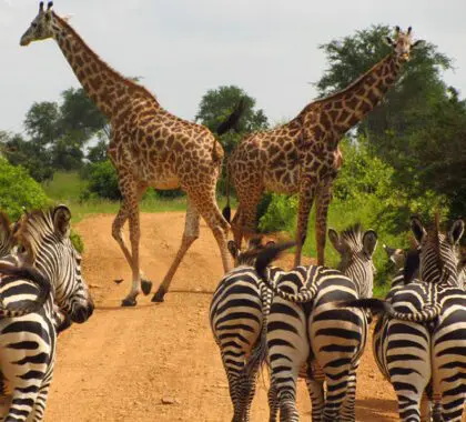 Undertake a fascinating game drive through Selous.