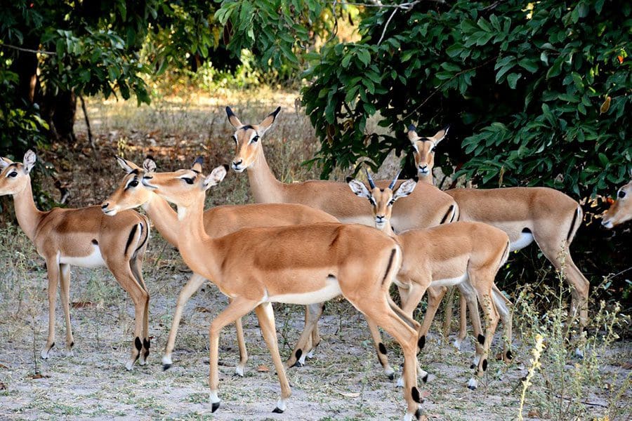 Fauna salvaje observada en la Reserva de Caza de Selous.