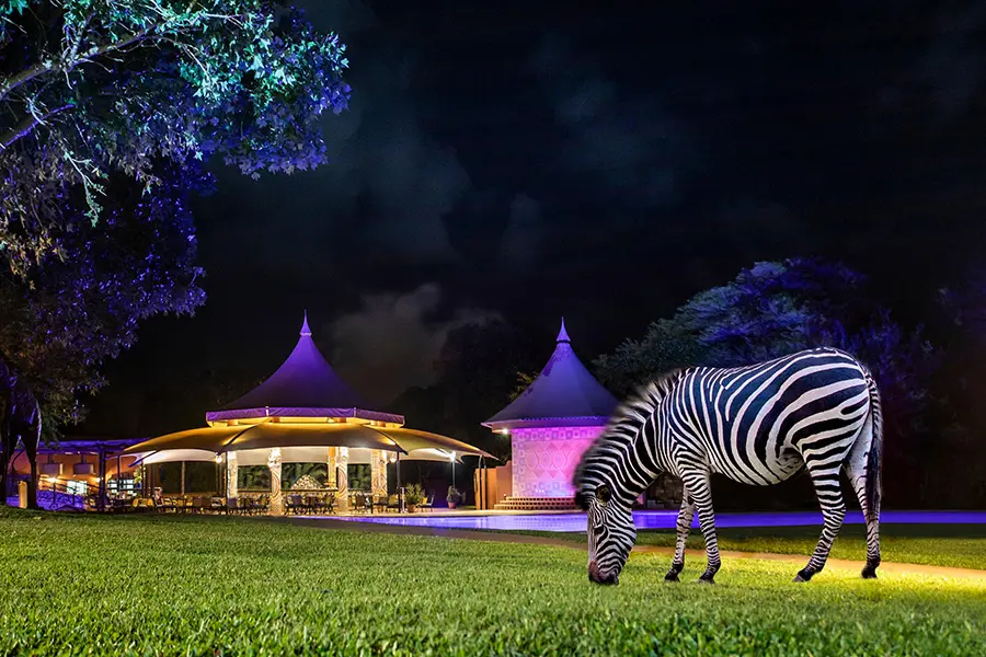 avani_victoria_falls_resort_zebra-at-shungu-pool