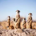 Interacción con suricatas en Camp Kalahari.