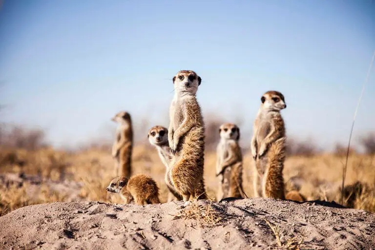 Meerkat interaction with Camp Kalahari.