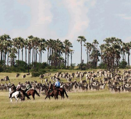 Horseback riding during the zebra migration.